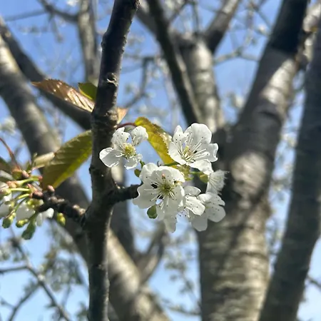 Camelia Casina Rural * Albuerne